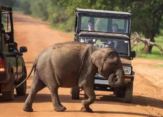 Udawalawe Safari & Elephant Transit Home